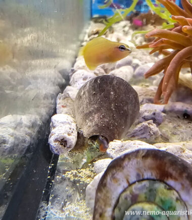 Pseudochromis leucorhynchus 3 erste Nachzucht bei Nemo-Aquaristik