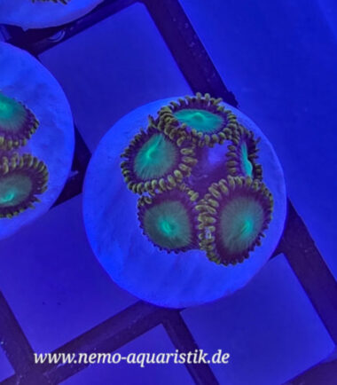 Meeresaquaristik 18 Meeresaquaristik 8