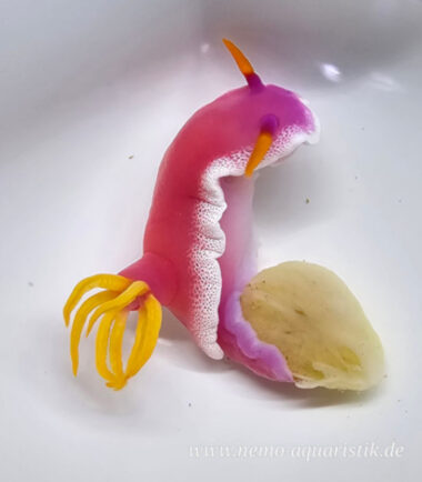 Hypselodoris variobranchia Prachtsternschnecke frisst Schwämme im Meerwasseraquarium