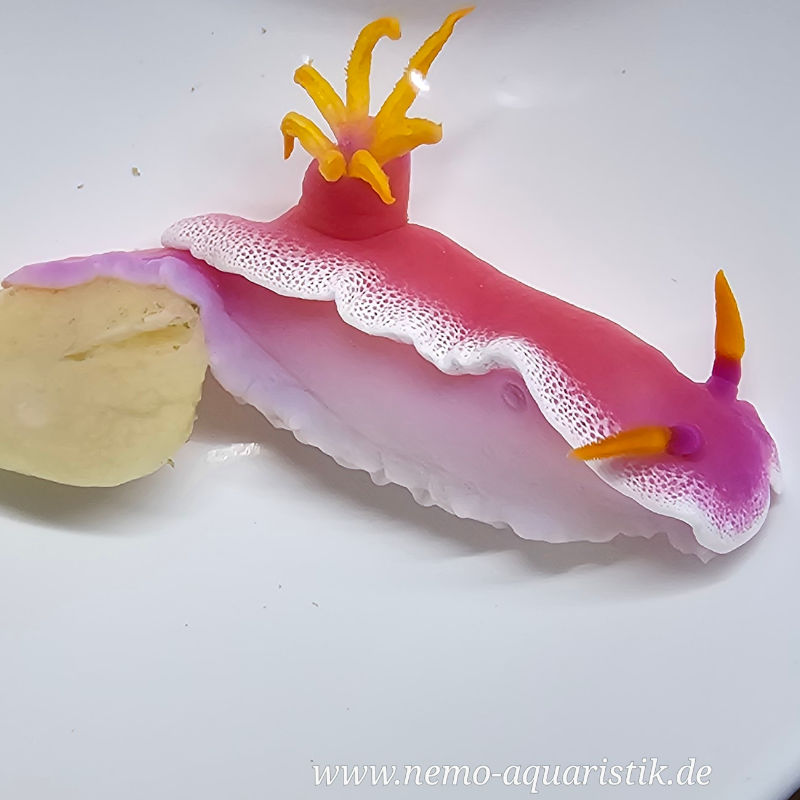 Hypselodoris variobranchia Prachtsternschnecke1 frisst Schwämme