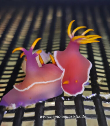 Hypselodoris variobranchia Prachtsternschnecke2 Hypselodoris variobranchia Prachtsternschnecke 1