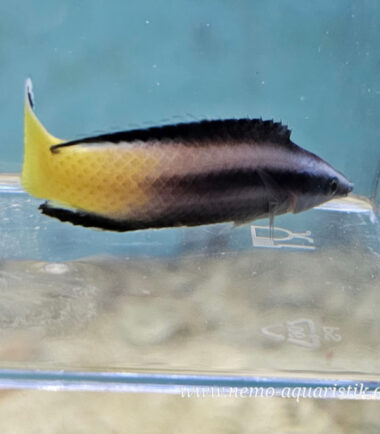 Labroides bicolor Zweifarben Putzerlippfisch 1 Putzerlippfisch Bicolor