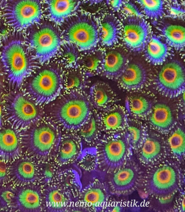 Meeresaquaristik 13 Zoa Rasta bei Nemo-Aquaristik kaufen
