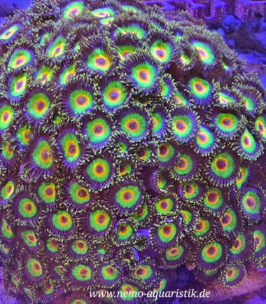 Meeresaquaristik 14 Meeresaquaristik 6