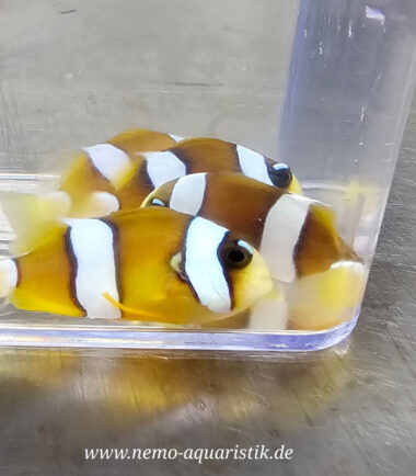 Amphiprion clarkii pearl eye Nachzucht