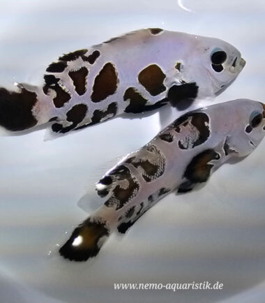 Amphiprion ocellaris - Black Premium Storm 3