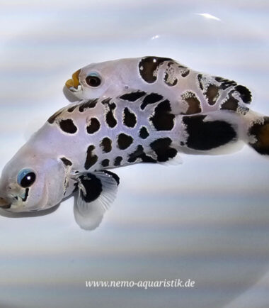 Rarität