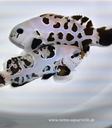 Amphiprion ocellaris - Black Premium Storm 2
