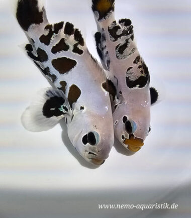 Amphiprion ocellaris - Black Premium Storm 1