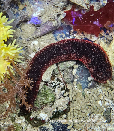 Holothuria edulis - rote Seewalze