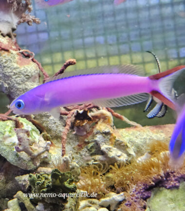 Hoplolatilus purpureus Purpur-Torpedobarsch