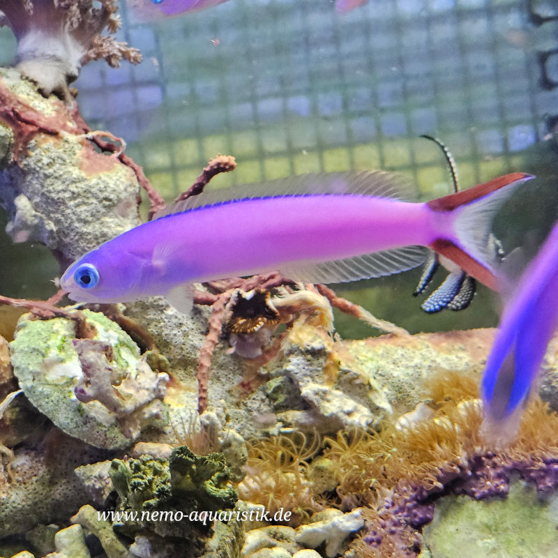 Hoplolatilus purpureus Purpur-Torpedobarsch Hoplolatilus purpureus Purpur-Torpedobarsch