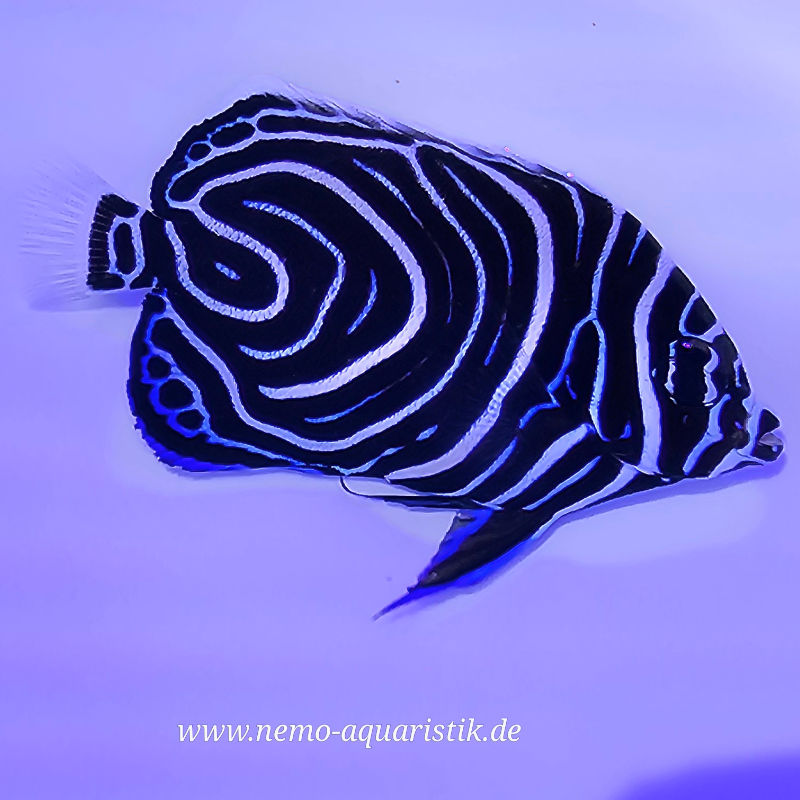 Pomacanthus imperator Imperator-Kaiserfisch Nachzucht 1 Nachzucht Imperatorkaiser